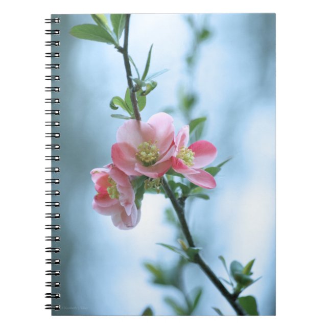 Caderno Espiral Notebook Apple Blossom #P0365 (Frente)