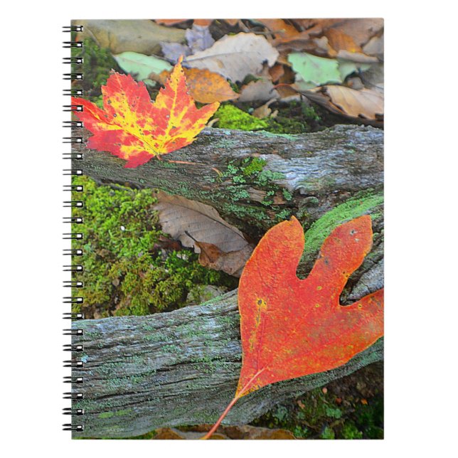 Caderno Espiral Notebook Autumn Leaf (Frente)