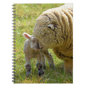 Caderno Espiral Notebook Baby Lamb