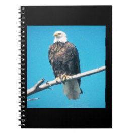 Caderno Espiral Notebook Bald Eagle