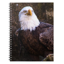 Notebook Bald Eagle