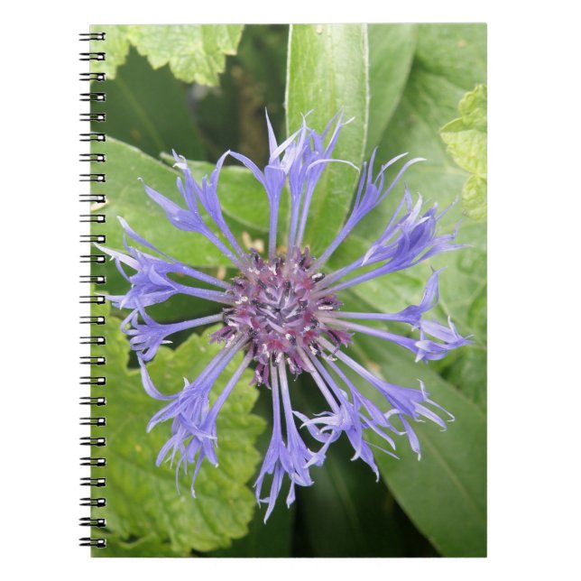 Caderno Espiral Notebook Blue Cornflower (Frente)