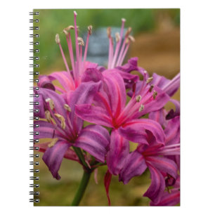 Caderno Espiral Notebook Bonito cor-de-rosa Nerine Flowers