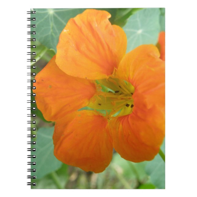 Caderno Espiral Notebook bonito Orange Nasturtium Flower (Frente)