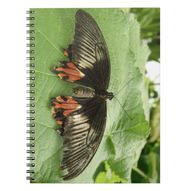 Caderno Espiral Notebook bonito, vermelho e borboleta Dourada (Frente)