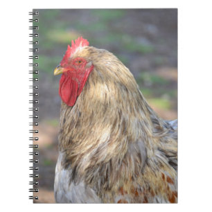 Caderno Espiral Notebook Brahma Rooster