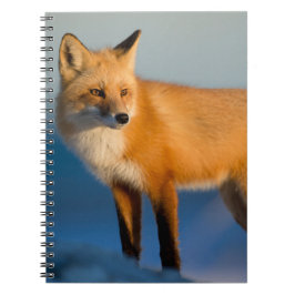 Caderno Espiral Notebook Brown Fox