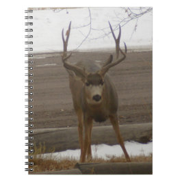 Caderno Espiral Notebook Buck Spiral