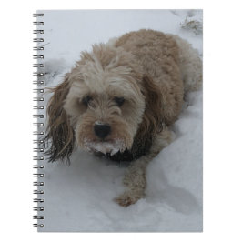 Caderno Espiral Notebook Cavapoo