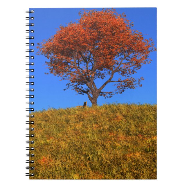 Caderno Espiral Notebook Clear Autumn Day (Frente)