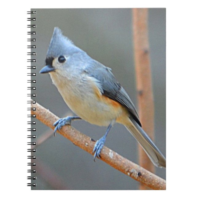 Caderno Espiral Notebook com Titmouse tufado (Frente)