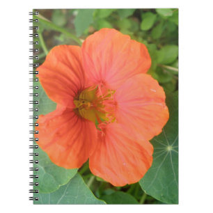 Caderno Espiral Notebook com ventilador de Nasturtium laranja