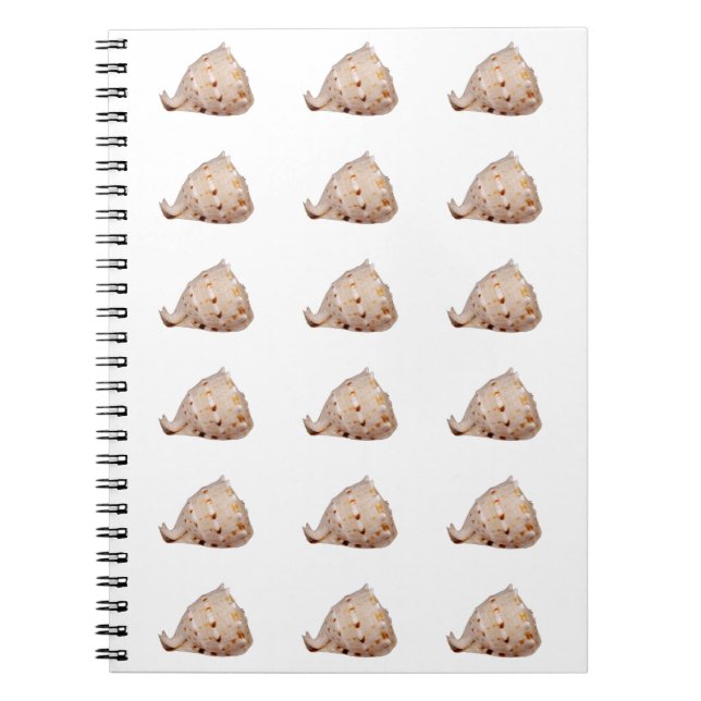 Caderno Espiral Notebook Conch Shell Photo (Frente)