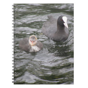Caderno Espiral Notebook Coot e Pintinho