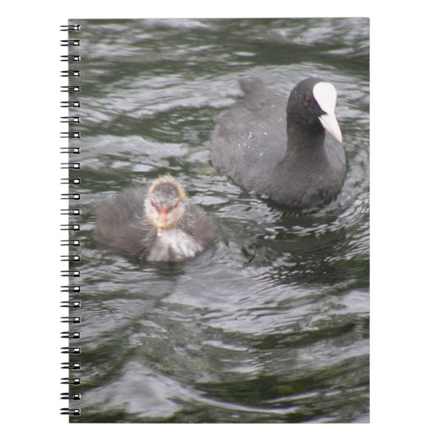 Caderno Espiral Notebook Coot e Pintinho (Frente)