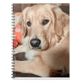 Caderno Espiral Notebook Cutie
