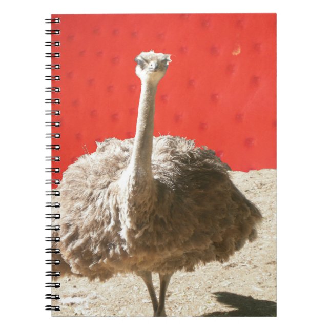 Caderno Espiral Notebook de avestruz sul-africano (Frente)