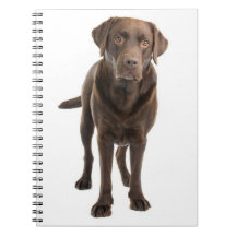 Notebook de chocolate Brown Labrador Retriever Pup
