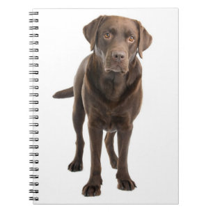 Caderno Espiral Notebook de chocolate Brown Labrador Retriever Pup