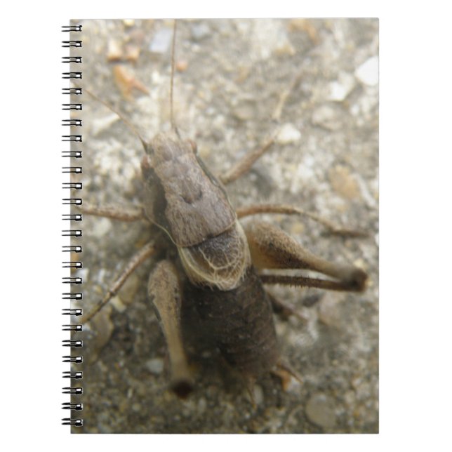Caderno Espiral Notebook de críquete Brown Field (Frente)