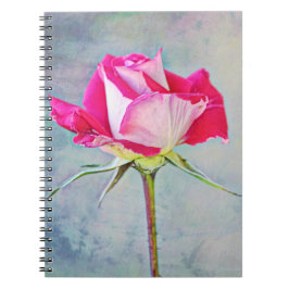 Caderno Espiral Notebook de Diário Rosa Rosa Rosa Rosa Belo