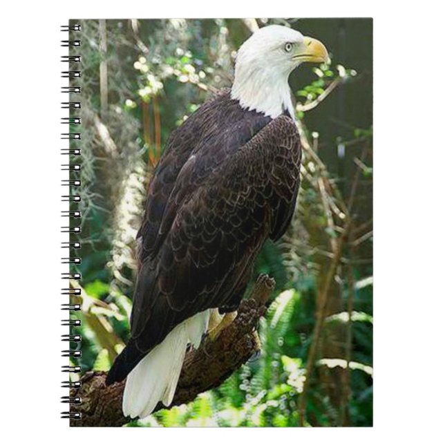 Caderno Espiral Notebook de Foto Espiral Bald Eagle (Frente)