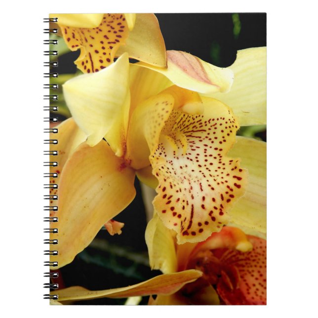 Caderno Espiral Notebook de foto orquídea amarelo pálida Cymbidium (Frente)