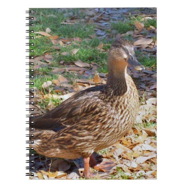 Caderno Espiral Notebook de fotos espirais do Mallard Duck (Frente)