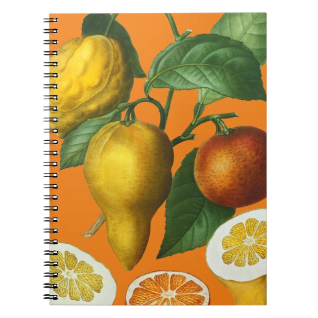 CADERNO ESPIRAL NOTEBOOK DE FRUTA CITRUS (Frente)