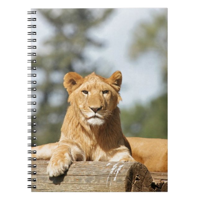 Caderno Espiral Notebook de leão feminino (Frente)