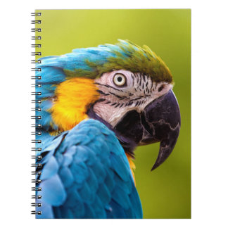 Caderno Espiral Notebook de papagaio