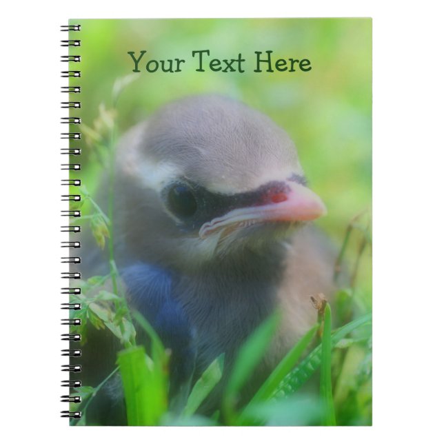 Caderno Espiral Notebook de pássaros de frango e beija-flores (Frente)