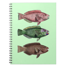 Caderno Espiral Notebook de Peixe-Papagaio