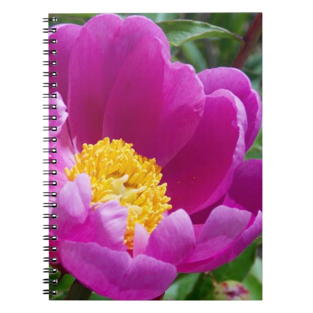 Caderno Espiral Notebook De Pensão Rosa E Amarelo (Frente)