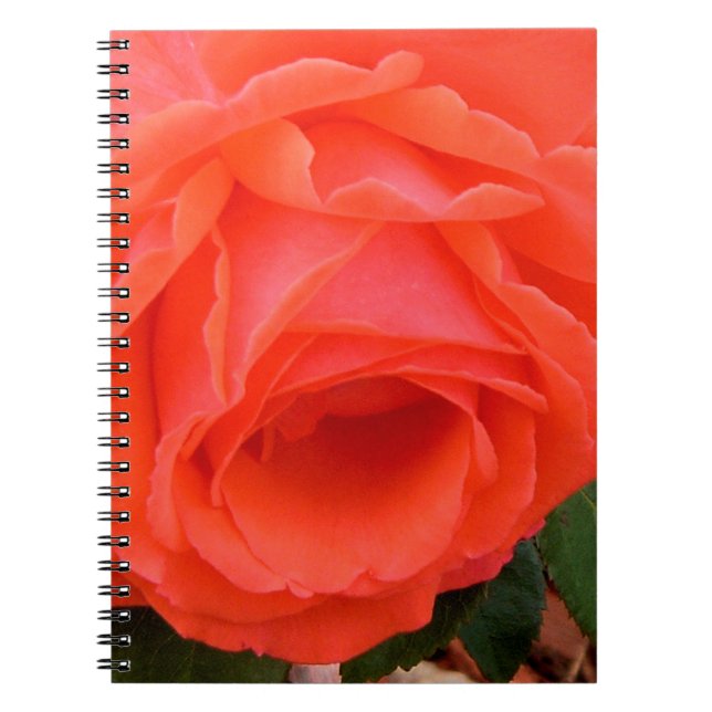 Caderno Espiral Notebook de rosa vermelha de Verão (Frente)