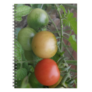 Caderno Espiral Notebook de tomate leve de trânsito