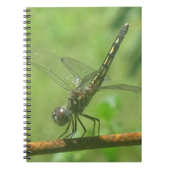 Caderno Espiral Notebook Dragonfly (Frente)