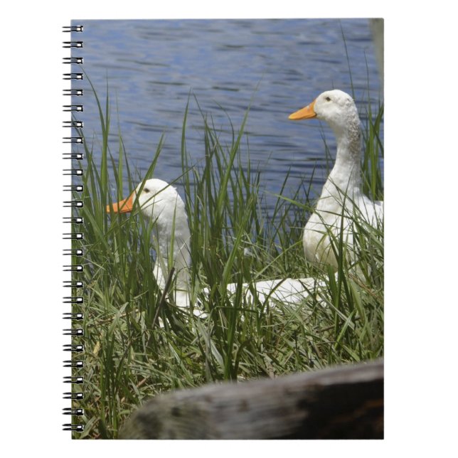 Caderno Espiral Notebook Duck (Frente)