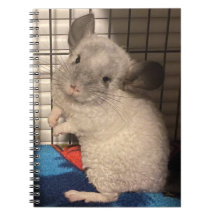 Notebook espiral Curly Chinchilla