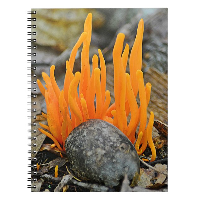 Caderno Espiral Notebook Fungi (Frente)