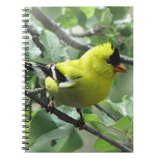 Caderno Espiral Notebook Goldfinch (Frente)
