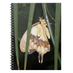 Caderno Espiral Notebook Gorgeth Moth