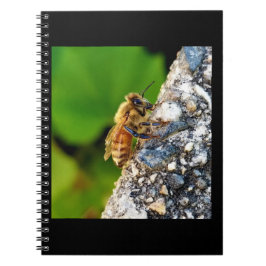 Caderno Espiral Notebook Honeybee 6.5x8.75 Espiral