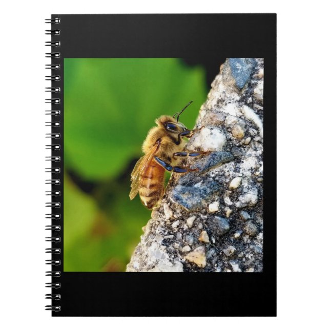 Caderno Espiral Notebook Honeybee 6.5x8.75 Espiral (Frente)