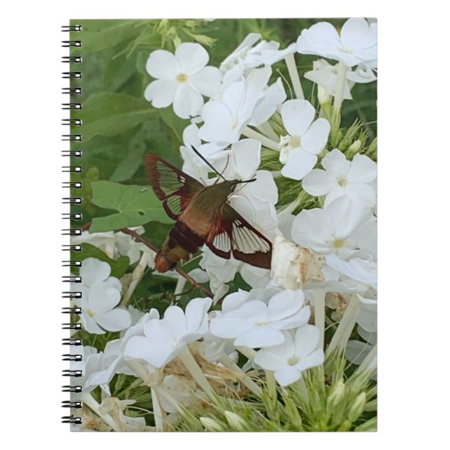 Caderno Espiral Notebook Hummingbird (Frente)