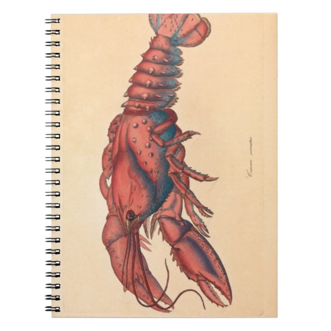 Caderno Espiral Notebook James Sowerby Sernotado de Lagosta (Frente)