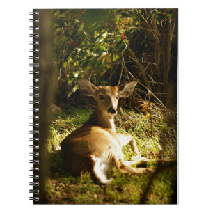 Caderno Espiral Notebook jovem Buck Spiral
