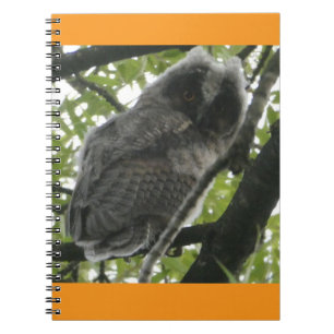 Caderno Espiral Notebook jovem de orelha longa coruja