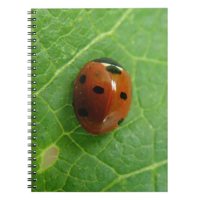 Caderno Espiral Notebook Ladybug (Frente)