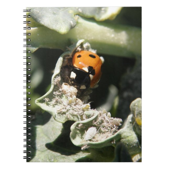 Caderno Espiral Notebook Ladybug britânico 7 Spot (Frente)
